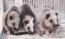 Philippine Luzon Cloud Rat