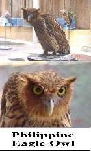 Philippine Eagle Owl