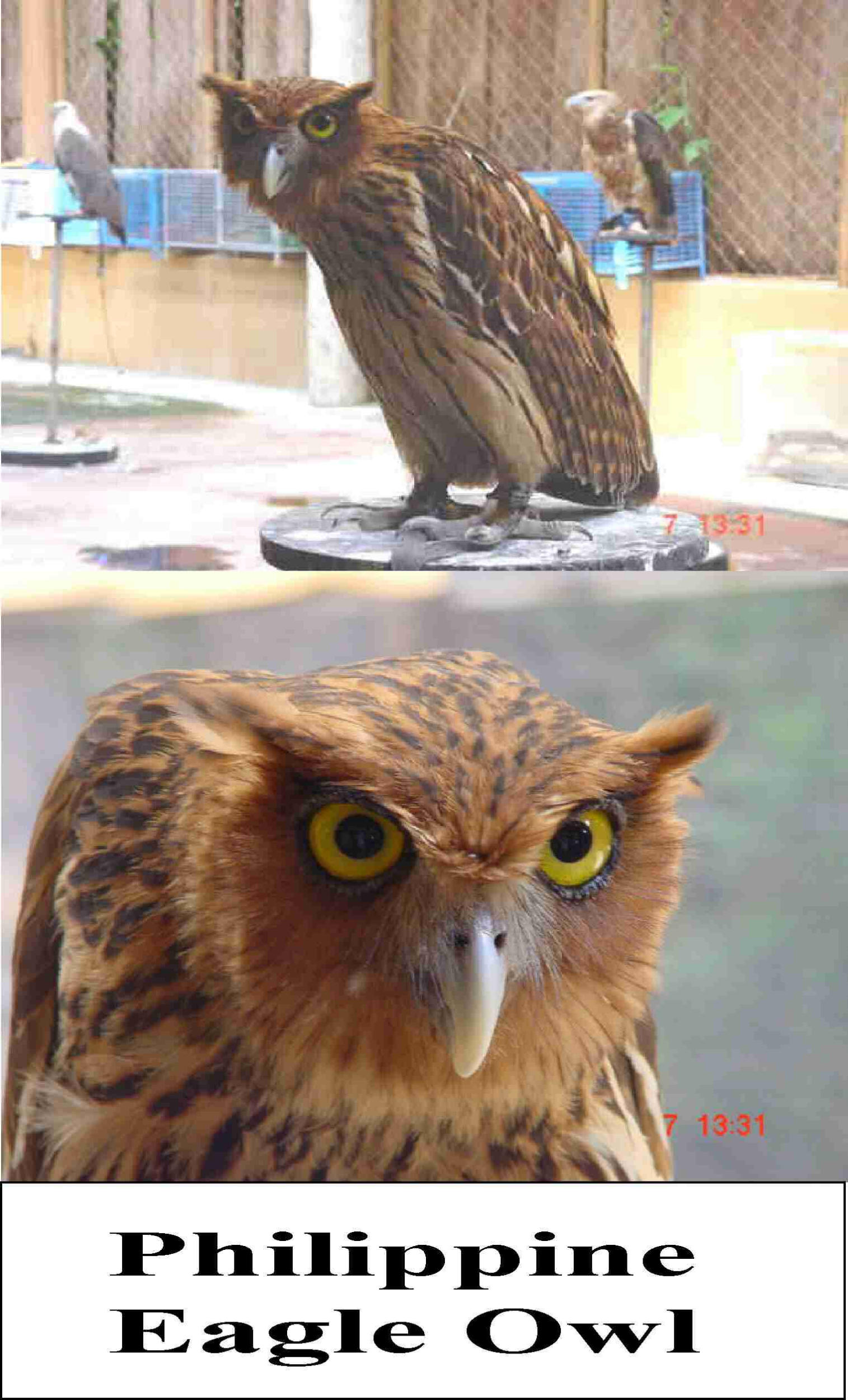 Philippine Eagle Owl