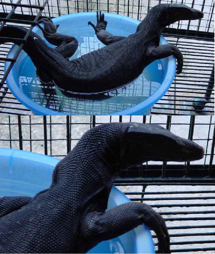 Komeini Monitor