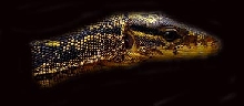Varanus Salvator Cumingi