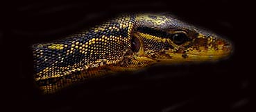 Varanus Salvator Cumingi