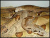 Albino and Salmon Boas