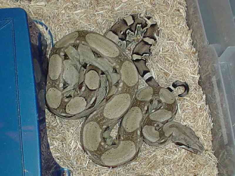 Female Anerythristic