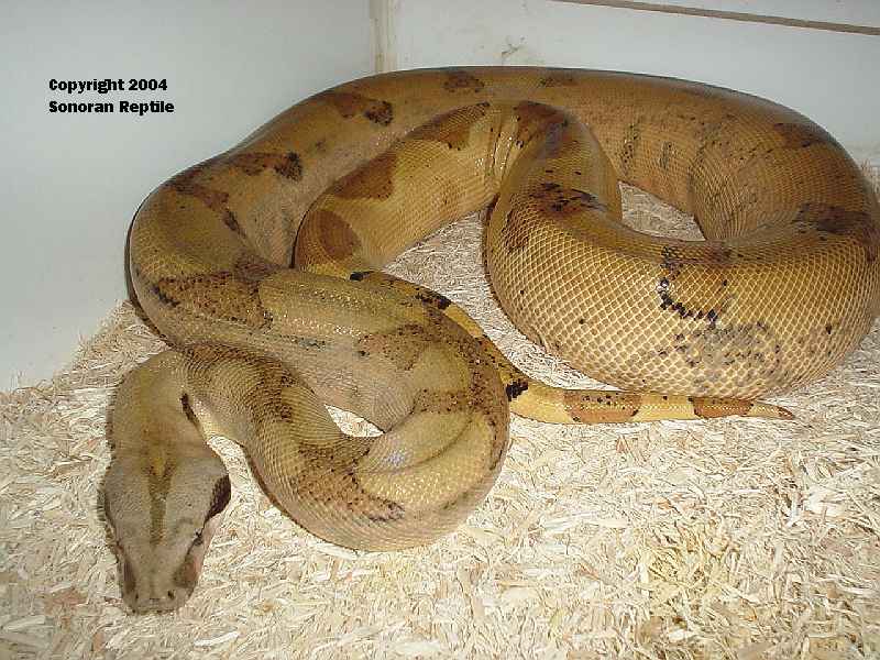 Female F3 Salmon Hypo