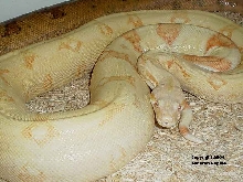 Female Kahl Albino Boa