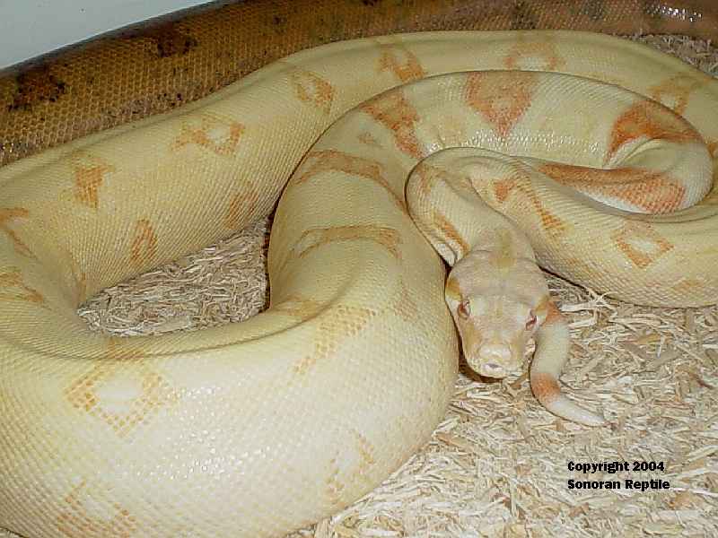 Female Kahl Albino Boa