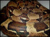BIG female Colombian Boa
