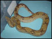 Male Ghost Boa