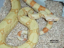 2002 Male Kahl Albino