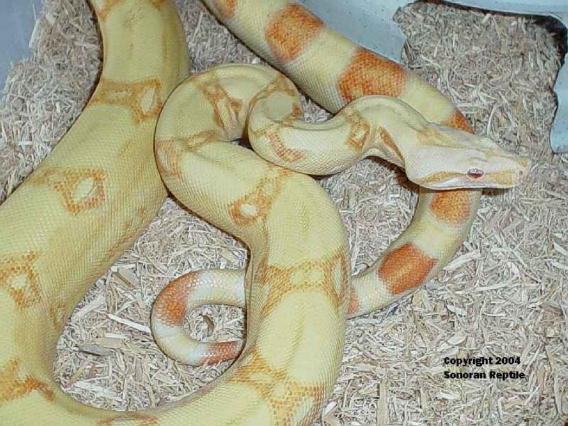 2002 Male Kahl Albino