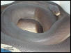 Male Olive python in shed