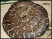 Adult Female Bredl's python