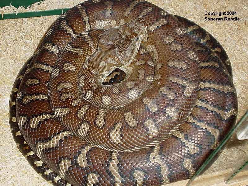 Adult Female Bredl's python