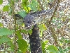 Female Tanimbar Python