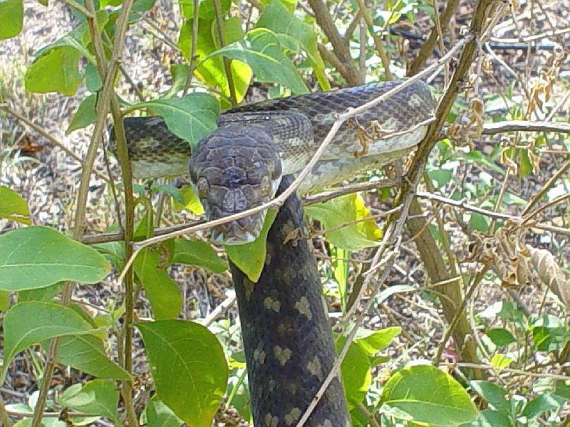 Female Tanimbar Python