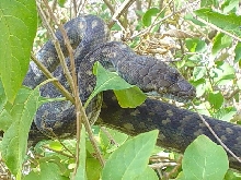 Female Tanimbar Python
