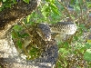 Male Tanimbar Python
