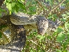 Male Tanimbar Python