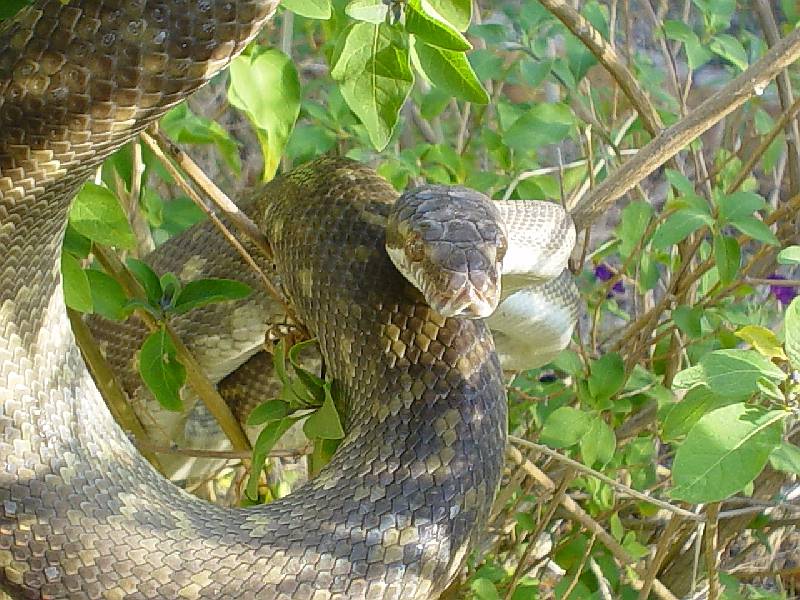 Male Tanimbar Python