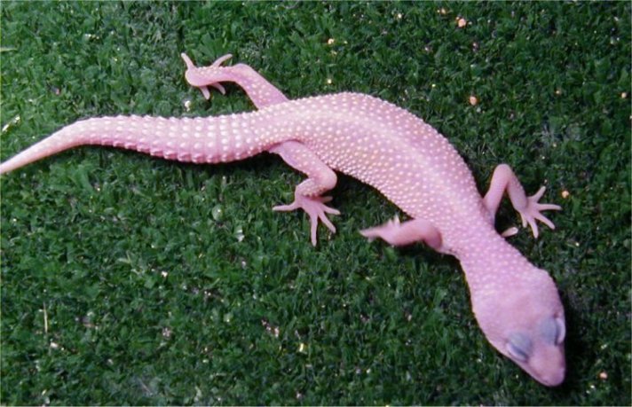 0.0.1 Blizzard Leopard Gecko $80 Shipped!!