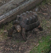 What Kind of Tort is this?