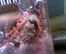 my chinese firebellies