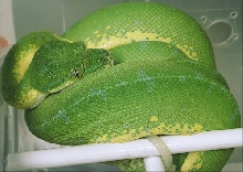 97 Male F1 Sorong type