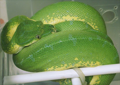 97 Male F1 Sorong type