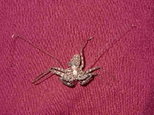 Amblypygid Molt