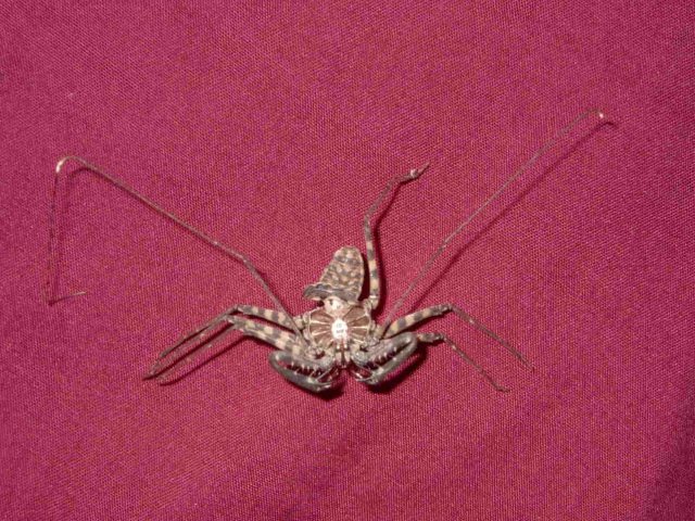 Amblypygid Molt