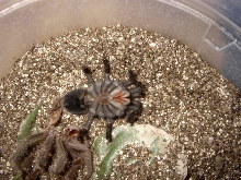 Lasiodora parahybana molting