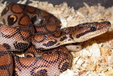 Brazilian Rainbow Boa