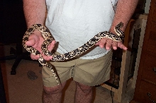 Male Northern Pine