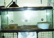 Ball Python Cage