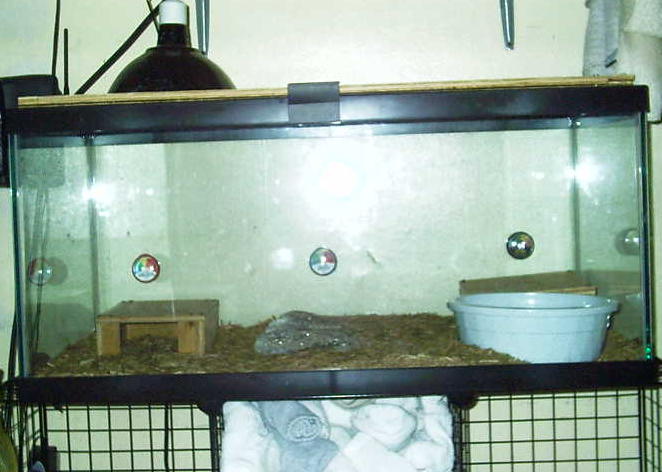 Ball Python Cage