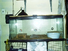 Ball Python Cage