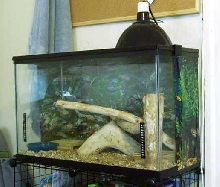 Cornsnake Cage 1