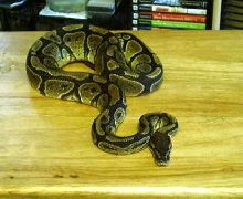 Ball Python