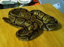 Ball Python 2