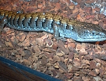 My alligator Lizard