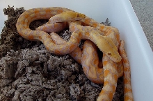 Lavender Albino Retic