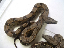 Argentine x Colombian cross 100%het albino