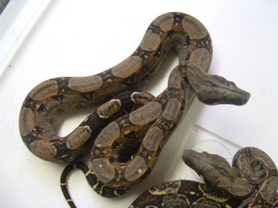 Argentine x Colombian cross 100%het albino