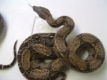 Argentine x Colombian cross 100%het albino