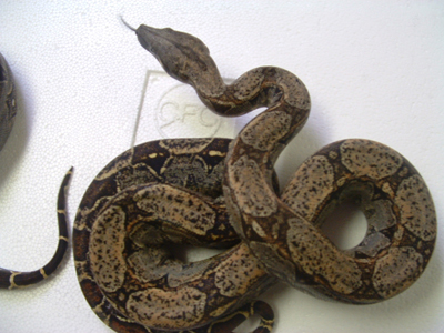 Argentine x Colombian cross 100%het albino