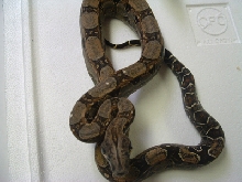 Argentine x Colombian cross 100%het albino