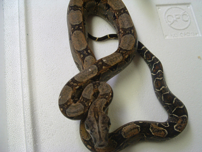 Argentine x Colombian cross 100%het albino