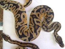 pastel
