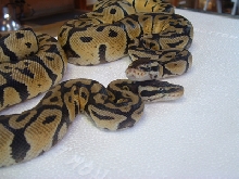 pastel